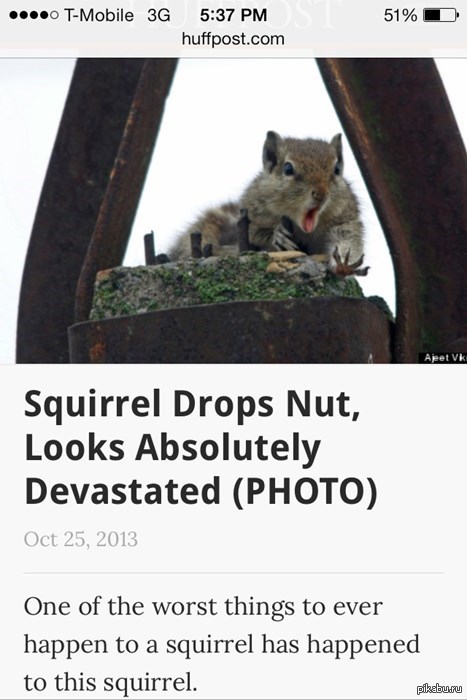 You've never seen such desperation - Squirrel, Animals, Nobody reads tags, Despair, Pain, Nuts