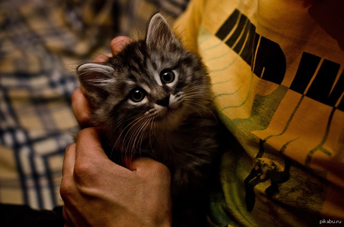 ���� ���������,��������.