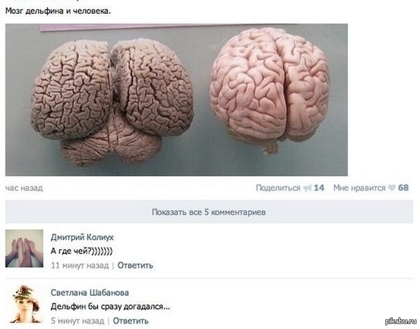 Мозг дельфина и человека