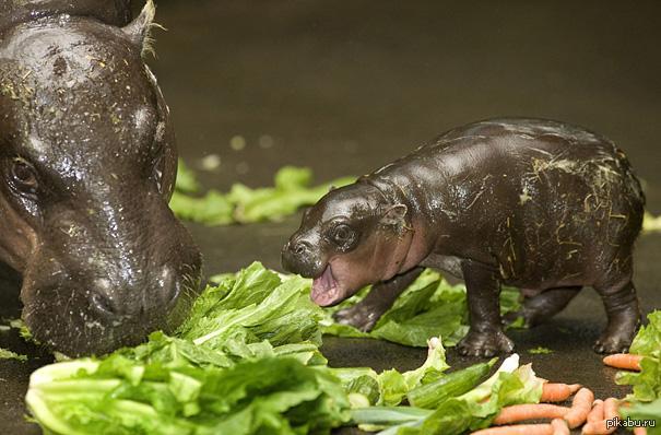 ��������� �������