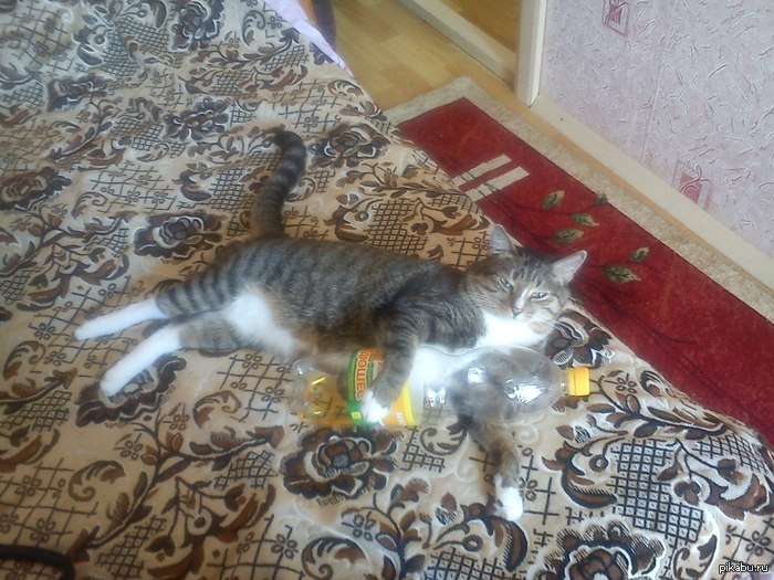 � ��������. � �����������.