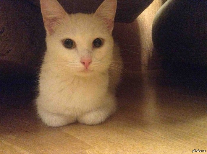 ������ ����, �������� �����. ����.