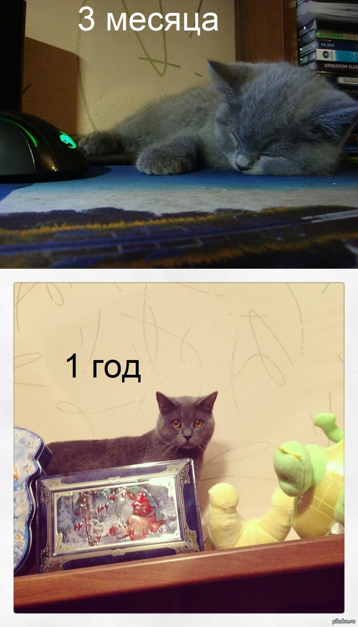На пикабу же любят котиков?