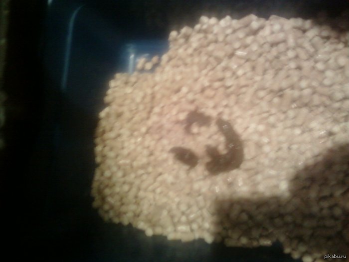 кошачьи говнорисунки