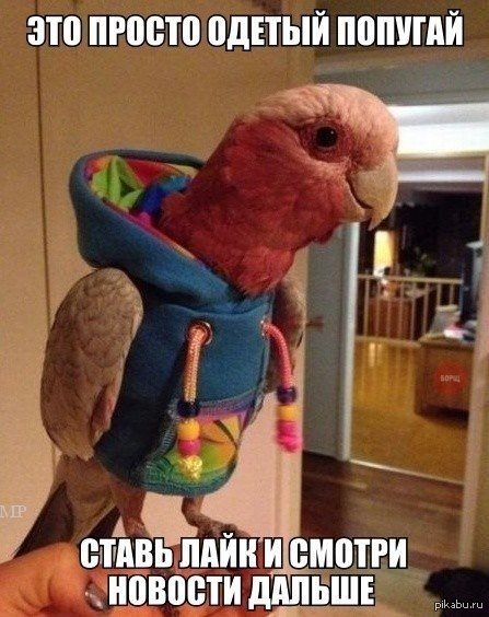 Можешь листать дальше, мой друг :)