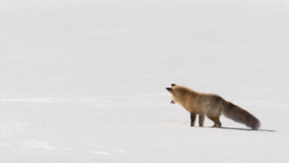 https://cs.pikabu.ru/post_img/2013/11/04/8/1383569881_1117198287.gif