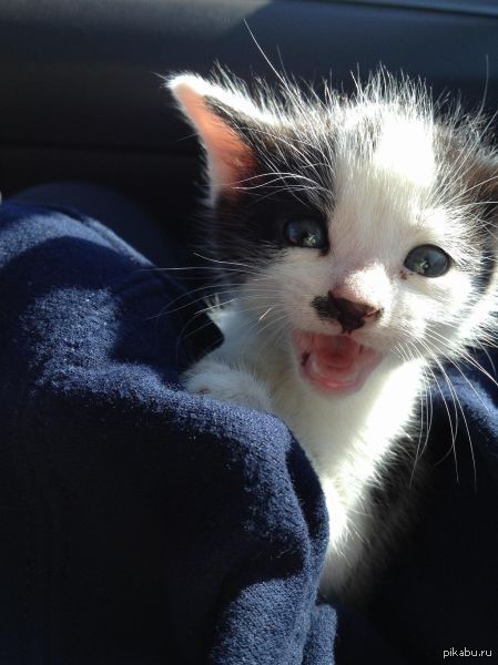 Просто милый котенок