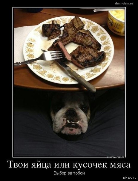 Суровый пес