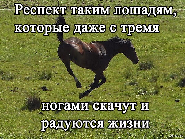 Что такое конь по фене