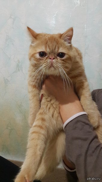 Congratulations! now I have a kitsyuk too :3 - My, cat, Congratulation, Cute cat, :), congratulate me