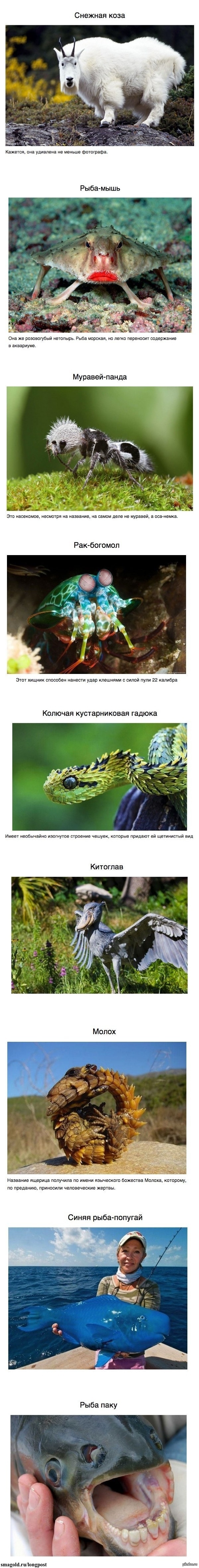 Странные животные | Пикабу