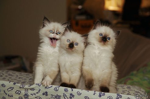 ������ ������� ��� �����