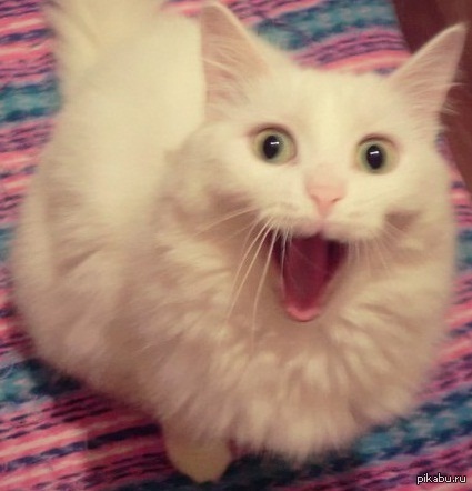 Котэ немного удивлён