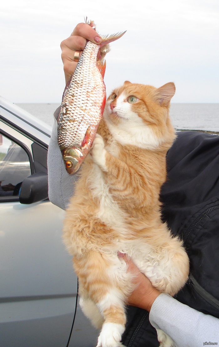 Love at first sight :D - Images, cat, Happiness, A fish