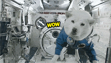 Spaaaace dog