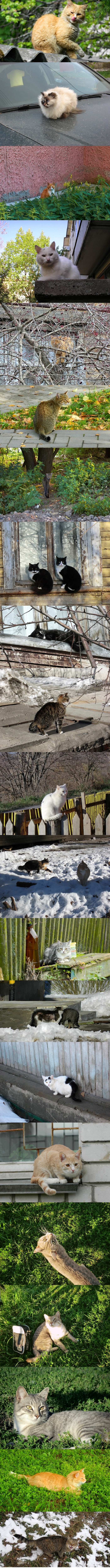 Уличные коты и кошки Вологды.