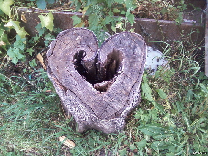 Необычный пень.