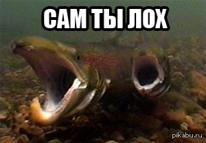 Как выглядит стерлядь фото