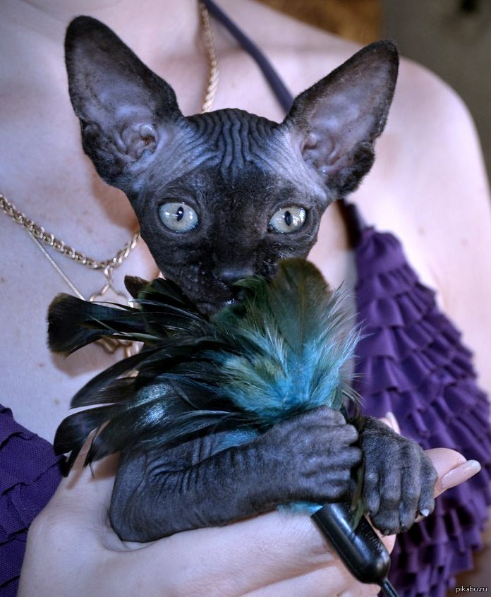 ����� ���� :)