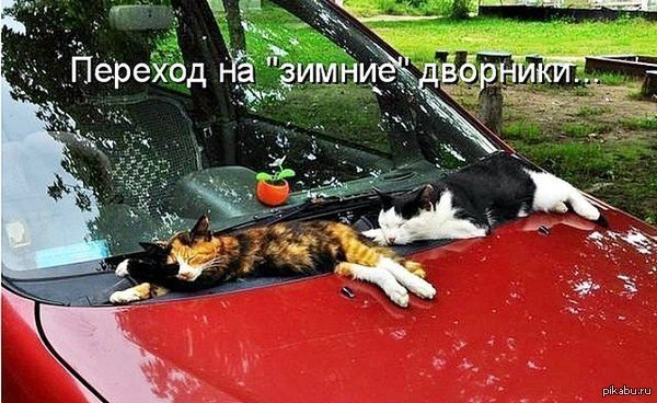 Готовимся к зиме=) - Моё, Кот, Авто, Смешные животные