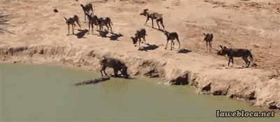 Meanwhile in Africa at a watering hole. - Crocodile, GIF, Crocodiles