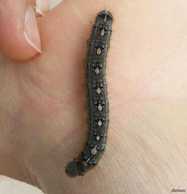 ��� ��� �������� � ���������� ������������� �� �����. :3