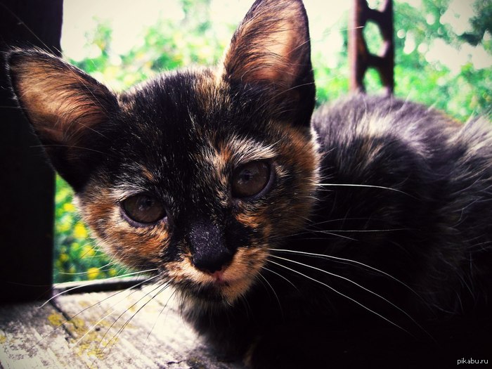 ������ ����, �������� ��������, - ���� ����� ������. (���� �������� ��� ����� ��� ������, �� � ��� ������)