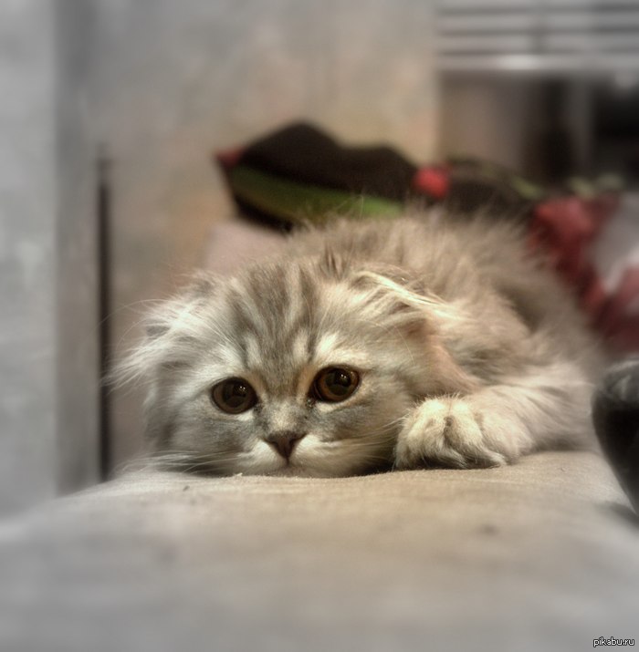 ��� �����