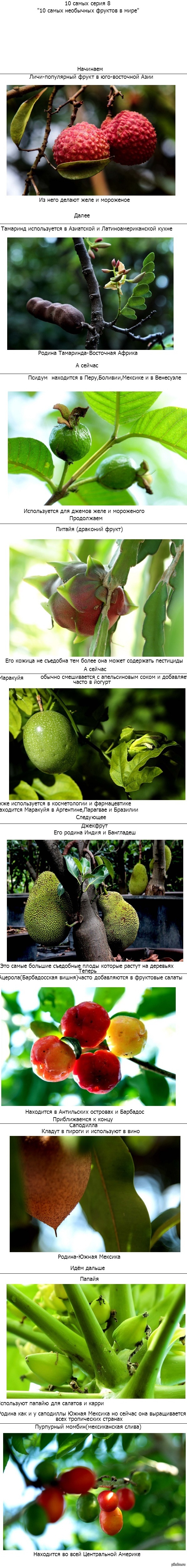 популярные фрукты в разных странах | Пикабу