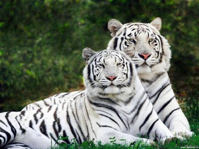  ,   !!!     . http://animals.nationalgeographic.com/animals/big-cats/cause-an-uproar/   . ,    (   ).