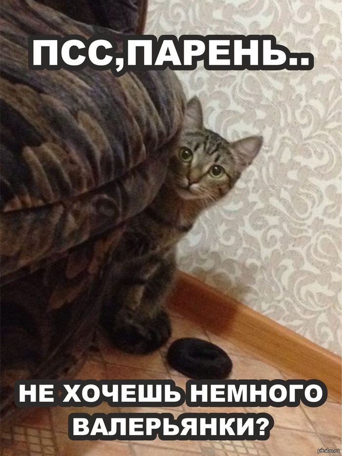 Кошка по прозвищу Кот