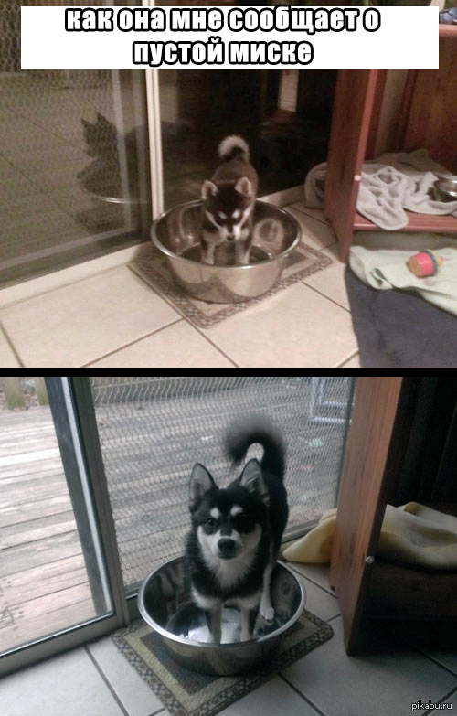 А как ваш питомец просит поесть/попить?