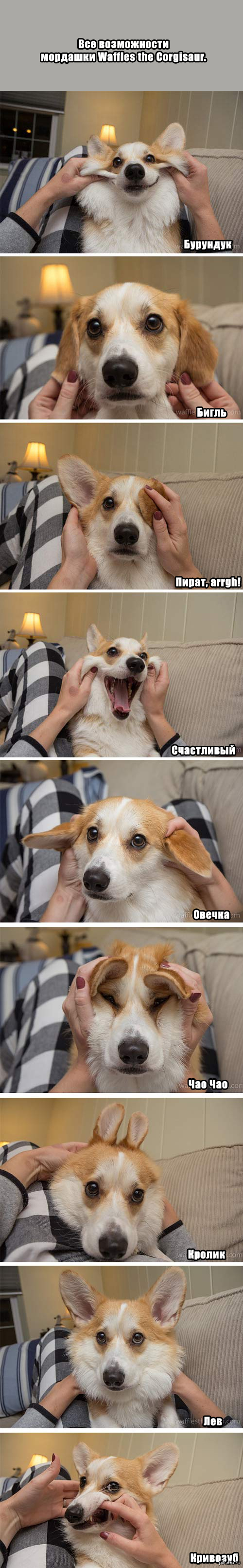 Waffles the Corgisaur приветствует тебя!