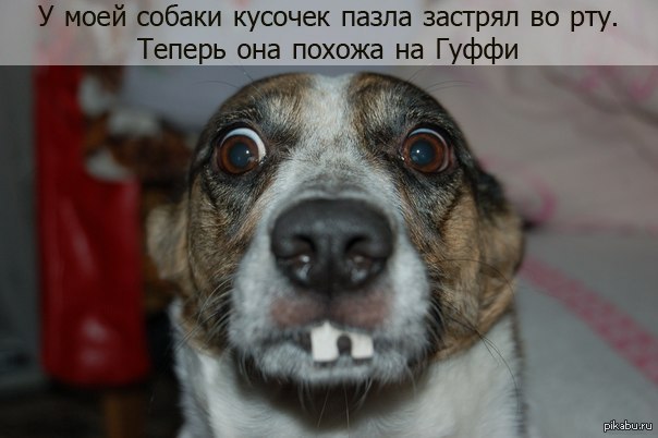 смарт дог корм для щенков. смарт дог корм. кусочки собаки. натуральное питание для собак лабрадоров. животные и еда.