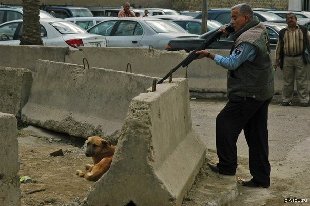 Вот так отстреливают бездомных собак