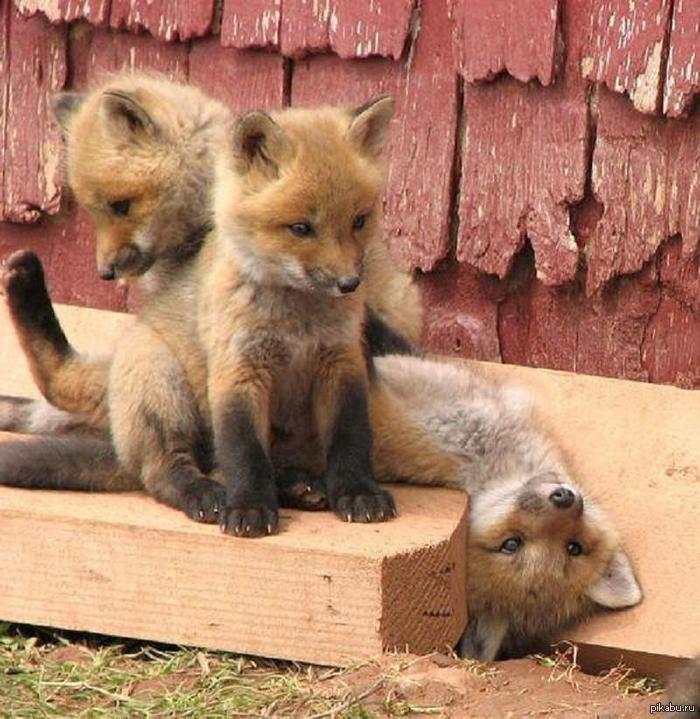 :3  :3