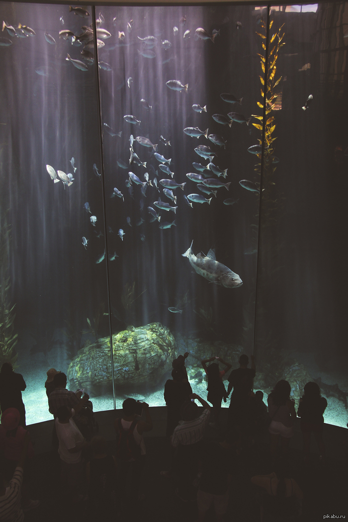  Aquarium of the Pacific. Long Beach