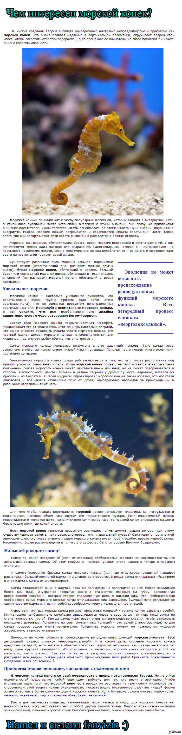 Интересный, забавный, загадочный морской конёк