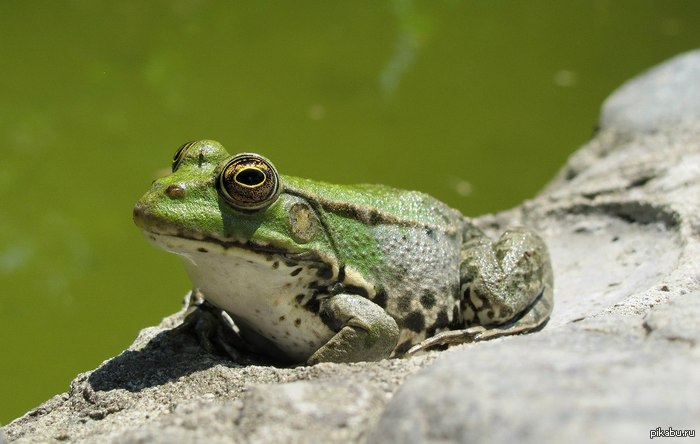 The frogs are beautiful too. - My, Frogs, Pond