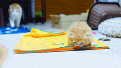 �������� ���������