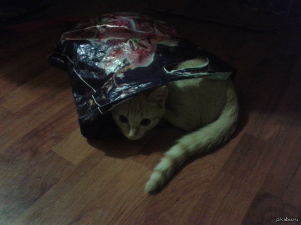 ����� ��� �������