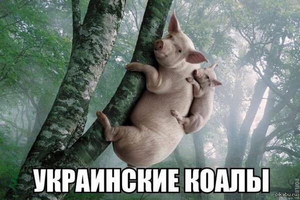 Коала | Пикабу