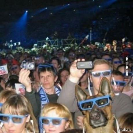 Пёс увлечён