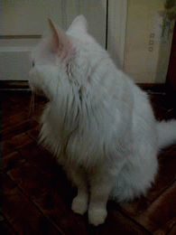 Такой взгляд любого злого духа отпугнет!