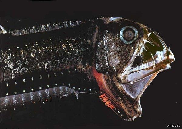 - КТООООООО.... Кто проживает на дне океана????