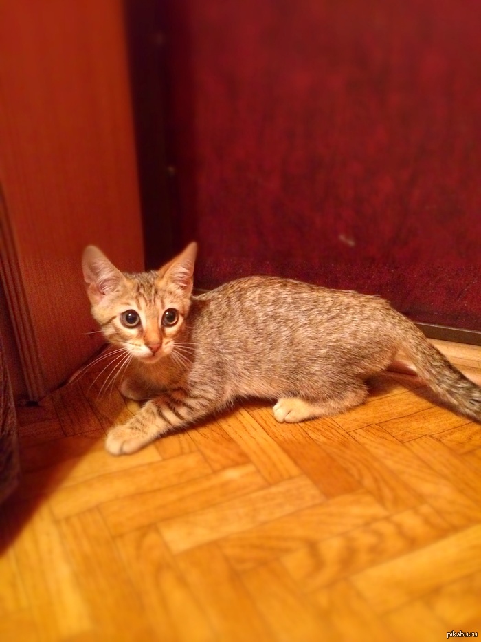 � ����� ���� �������� ������������� ����:)