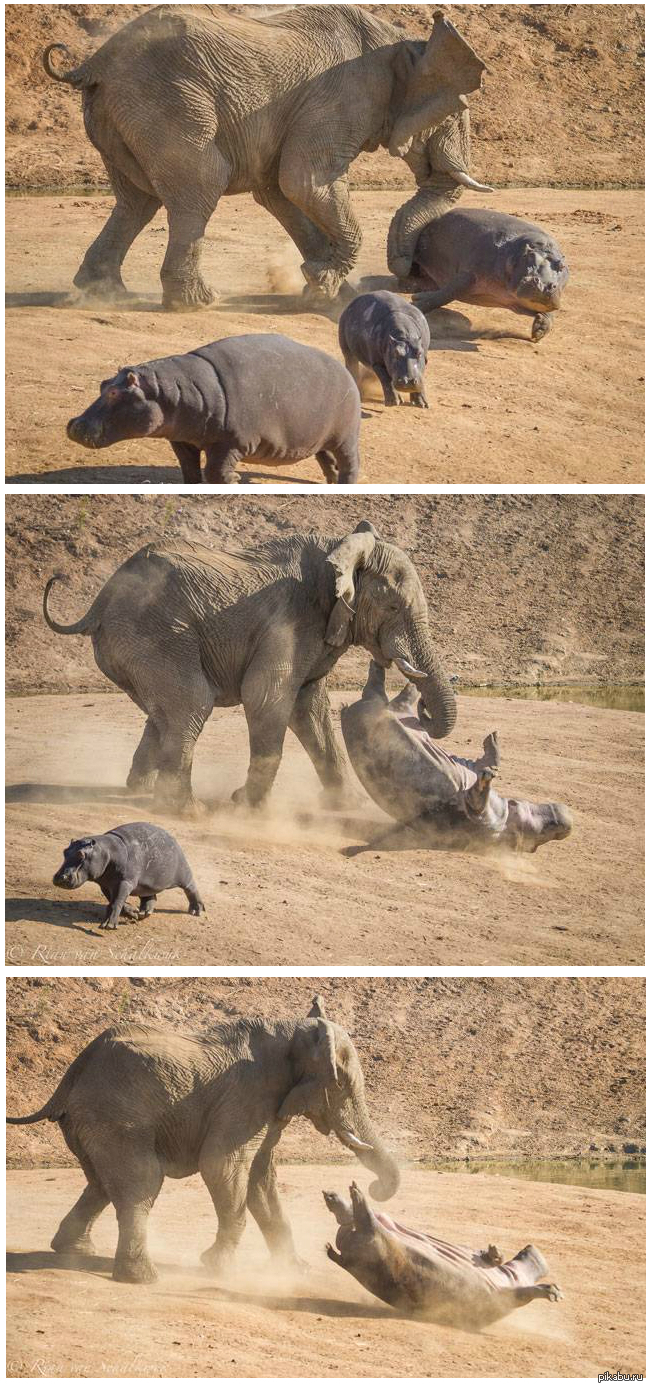 Бой двух гигантов: слон против бегемота. | Пикабу
