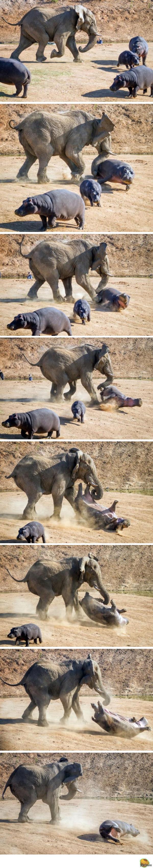 Hippo vs Elephant - Elephants, hippopotamus, Skirmish, Longpost