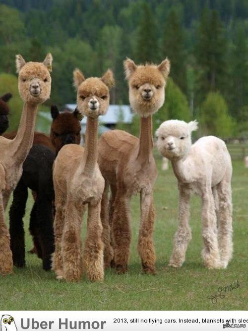 ������� ����������