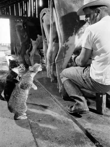 Milk straight from under the cow - cat, , Farm, Milk, Cow, Milking of cows, Black and white photo